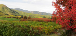 Santiago Airport or Hotel to Colchagua Valley Private Transfer